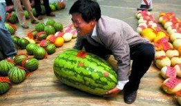 热门大瓜每日大赛,揭秘娱乐圈最新爆料，大赛精彩瞬间回顾